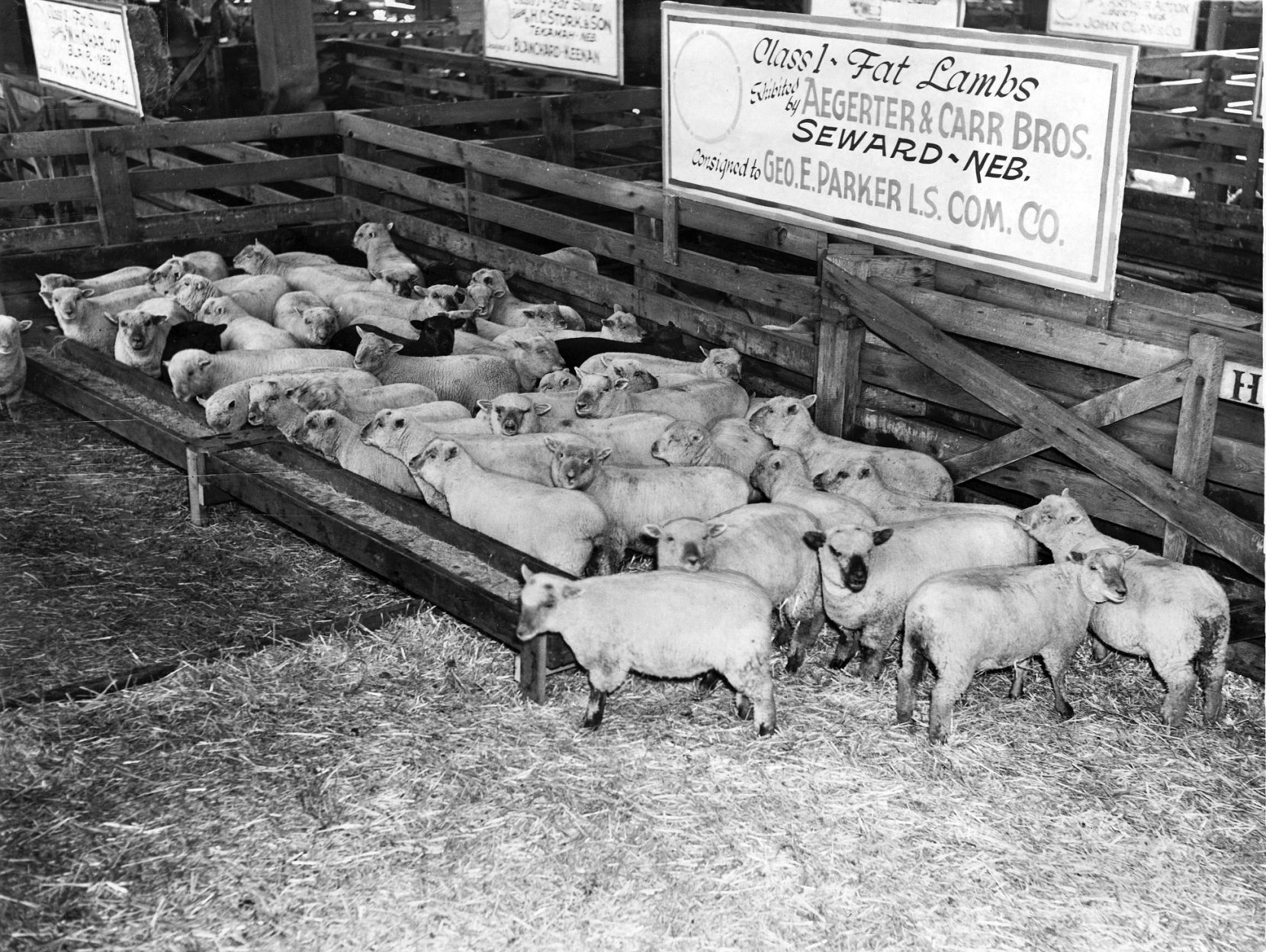 sheep